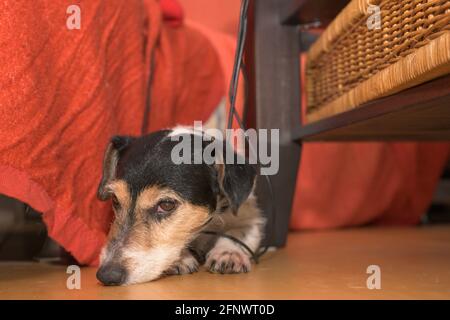Der niedliche kleine Jack Russell Terrier Hund liegt zu Hause auf dem Boden. Doggy ist im Kabel verwickelt Stockfoto