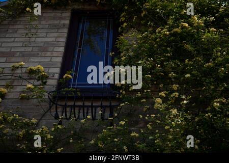 Rosa banksiae Lutea (Rose der Gelben Banken) um ein Fenster Stockfoto