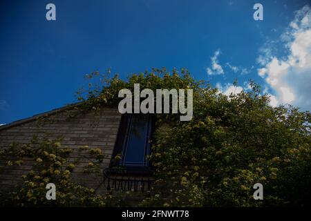 Rosa banksiae Lutea (Rose der Gelben Banken) um ein Fenster Stockfoto