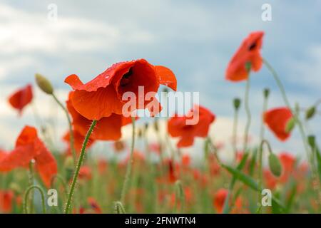 Schönes rot leuchtenden Mohnblumen nach einem Gewitter. Viele Regen fällt auf die Blumen. Stockfoto