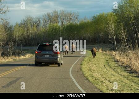 Van, der im Frühjahr hinter der Herde von Bison im Elk Island National Park, Alberta, Kanada, fährt Stockfoto