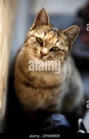 Eine hübsche Katze mit gelb-grünen Augen schaut streng auf die Kamera Stockfoto