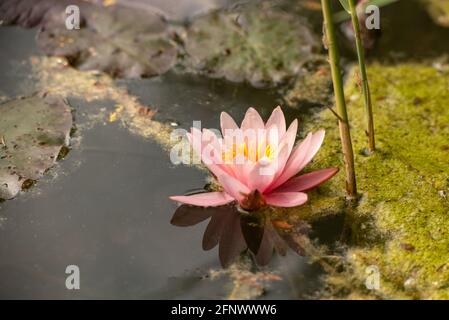 Rosa Seerosen im See von Schilf umgeben Stockfoto