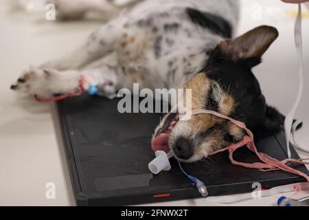 Vet Röntgenstrahlen kleine niedliche Jack Russell Terrier Hund nach der Operation. Der Schlauch für die künstliche Atmung ist noch im Mund des Hundes Stockfoto