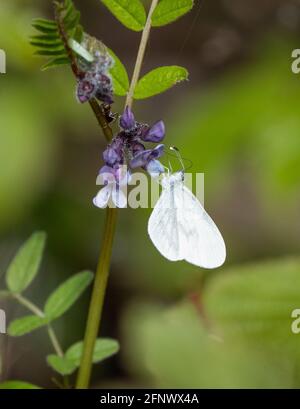 Wood White Leptidea sinapis Weibchen der ersten Generation in Haugh Woods Herefordshire, Großbritannien, füttert mit Bush Vetch Stockfoto