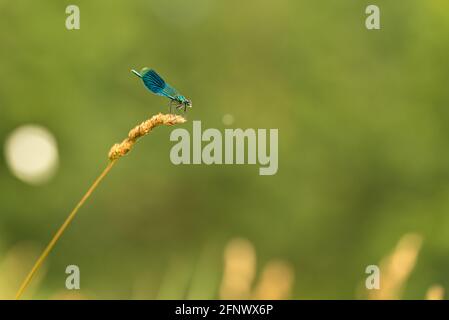 Der winzige blaue, bunt geschützte Drachenfliegenstil sitzt auf einer Grasklinge vor verschwommenem Hintergrund. Lateinischer Name Coenagrion mercuriale. Stockfoto