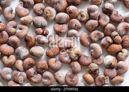 Kleine Gruppe von Baobab-Samen Stockfoto