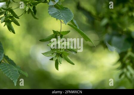 Buche im Sommer vor Grün verschwommenen Hintergrund mit unreifen Bucheckern Stockfoto