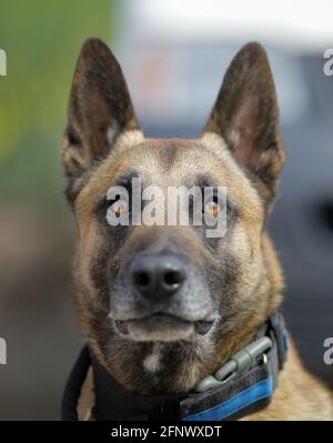 Geringe Schärfentiefe (selektiver Fokus) Porträt eines belgischen Malinois trainierten Hundes. Stockfoto