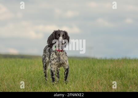 Der junge, stolze englische springer-Spankelhund steht in der Gras auf einer grünen Wiese Stockfoto