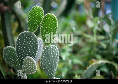 Opuntia ist eine Pflanze aus Nord- und Südamerika und gehört zur Familie der Cactaceae. Stockfoto