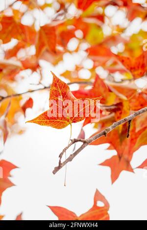 Herbstlaub in Hongkong. Wahrscheinlich Liquidambar Formosana oder Chinese Sweetgum genannt, aber nicht Ahorn. Stockfoto