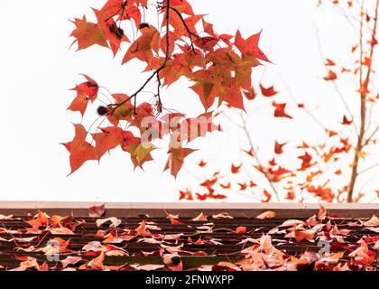 Herbstlaub fiel auf das Dach eines Pavillons in Hongkong. Stockfoto