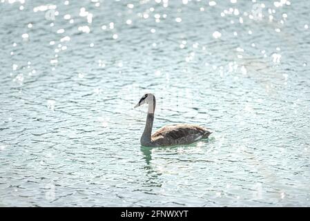 Junger Schwan schwimmt allein im klaren Wasser eines Kiesgrube Stockfoto