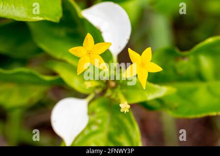 Kleine gelbe Blüten mit weißen Blättern in Hongkong. Nahaufnahme von „Splash-of-White“. Stockfoto