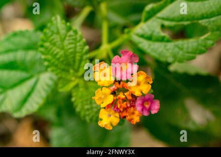 Farbenfrohe westindische Lantana in der Landschaft Hongkongs. Stockfoto