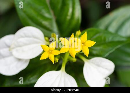 Kleine gelbe Blüten mit weißen Blättern in Hongkong. Nahaufnahme von „Splash-of-White“. Stockfoto
