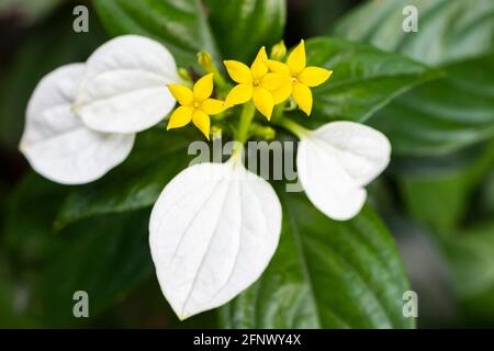 Kleine gelbe Blüten mit weißen Blättern in Hongkong. Nahaufnahme von „Splash-of-White“. Stockfoto