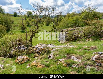 Fern Dale ein kleines trockenes Kalksteintal oberhalb von Lathkill Dale im Derbyshire Peak District in Großbritannien Stockfoto