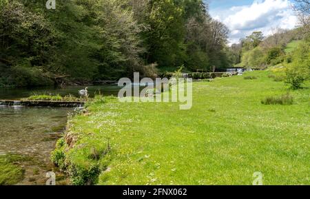 Wassermeads Wehre und Forellenpools entlang der unteren Ränge von Lathkill Dale im Derbyshire Peak District in Großbritannien Stockfoto