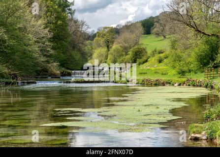 Wassermeads Wehre und Forellenpools entlang der unteren Ränge von Lathkill Dale im Derbyshire Peak District in Großbritannien Stockfoto