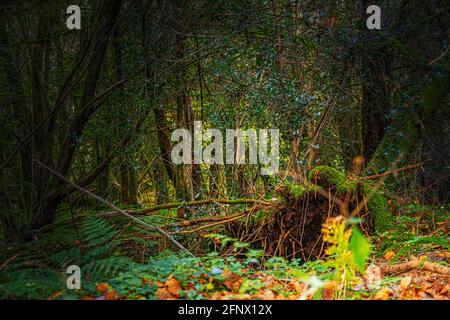 Herbstfarben. Sonnenbeschienener, natürlich gefallener Baum in einem dunklen Wald, der seine Wurzeln im Herbst freilegt. Stockfoto