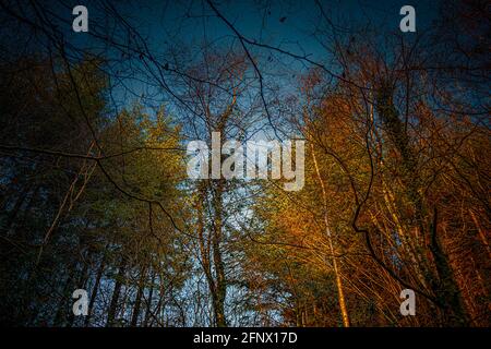 Herbstfarben. Gelbe Bäume des Waldes gegen blauen Himmel. Stockfoto