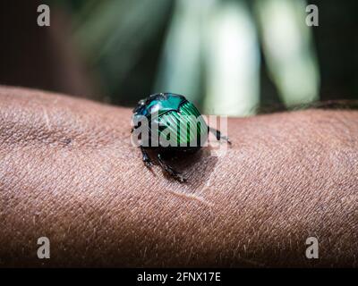 Schöner exotischer Käfer-Dung Oxysternon auffallillatum auf der Hand sitzend, Brasilien, Südamerika Stockfoto