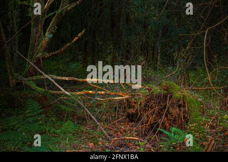 Herbstfarben. Sonnenbeschienener, natürlich gefallener Baum in einem dunklen Wald, der seine Wurzeln im Herbst freilegt. Stockfoto