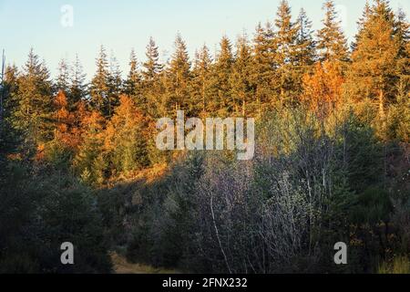 Herbstfarben. Gelbe Bäume des Waldes gegen blauen Himmel. Stockfoto