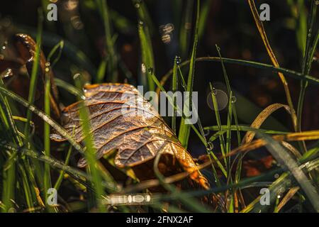 Herbstfarben. Morgen. Sonnenbeschienene gefallene Eichenblätter mit glänzendem geschmolzenem Eis im grünen Gras nach dem Aufgehen der Sonne Stockfoto