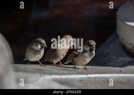 Sperling Weibchen flankiert von zwei Männchen alle drei unter der Sonne auf einem Steingeländer thront. Selektiver Fokus. Stockfoto