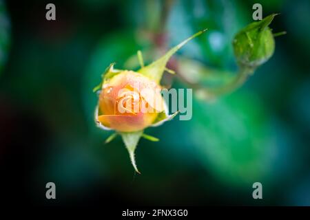 Einzelne orange Rosenknospe im Garten, isolierte Blume, verschwommener Hintergrund Stockfoto