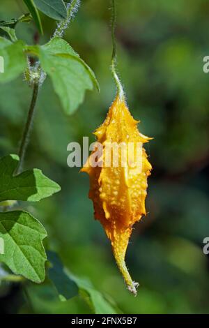 Bittere Melonenfrucht (Momordica charantia) Stockfoto