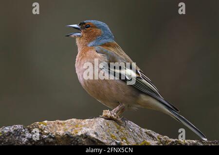 Gewöhnlicher Buchfink (Fringilla coelebs) auf einem Stein sitzend. Wildlife-Szene aus der Natur. Stockfoto