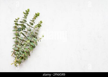 Eukalyptus-Zweige auf weißem Marmorboden. Platz für Text kopieren, Draufsicht Stockfoto