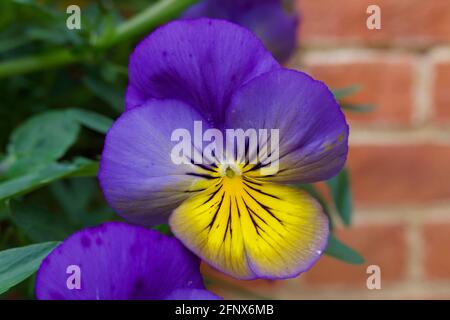 Schöne bunte Frühling Stiefmütterchen in vivd Schattierungen von lila und Gelb Stockfoto