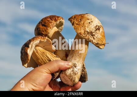 Menschliche Hand hält mehrere frisch geschnittene große Steinpilze aus der Nähe Im Freien Stockfoto