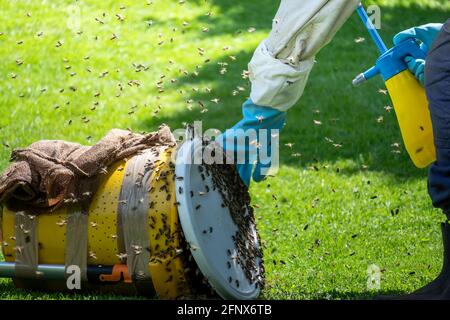 Einen Bienenschwarm mit einem Eimer fangen. Stockfoto