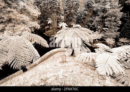 Simuliertes Infrarotfoto von Baumfarnen im Parque Terra Nostra. Furnas, Sao Miguel, Azoren, Portugal. Stockfoto