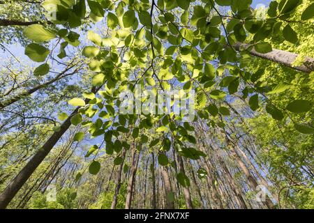 Baldachin aus Buchenholz im Frühling Stockfoto