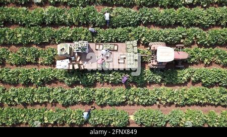 Bauern beladen frisch geerntete Zucchini in Kisten auf einem Traktor-Anhänger auf dem Landwirtschaftsfeld. Stockfoto