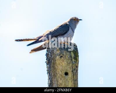 Kuckuck (Cuculus canorus) auf einem Telegrafenmast, Isle of Colonsay, Schottland, Großbritannien. Stockfoto