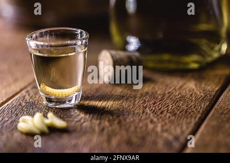 Mehrere Gläser mit Mezcal (oder Mescal) werden gemeinhin als 'Tequila mit Larve' bezeichnet, ein exotisches mexikanisches Getränk, das ursprünglich aus dem Bundesstaat Oaxaca stammt Stockfoto