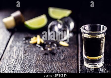 Mehrere Gläser mit Mezcal (oder Mescal) werden gemeinhin als Tequila mit Larven oder Wurm bezeichnet, ein exotisches mexikanisches Getränk, das ursprünglich aus dem Bundesstaat Oaxaca stammt Stockfoto