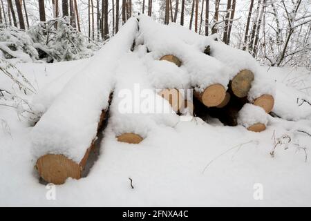 holzstämme unter Schnee im Winterwald Stockfoto