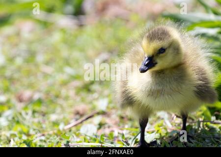 Ein neu geschlüpfter Gänseküken aus Kanada, isoliert, im Südwesten von Ontario, Kanada. Stockfoto