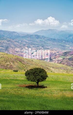 Die schöne Aussicht auf einzelne Baum, Alamut Natur in der Provinz Ghazvin Iran. Stockfoto