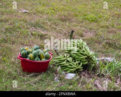 Eine Handvoll Bananen und Mangos in einer roten Schale am Rande des Amazonas. Lateinamerika. Stockfoto