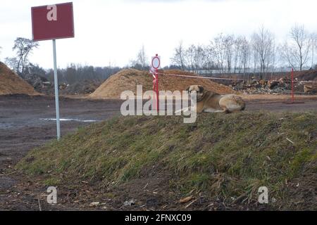 Abfalldeponie für Holzbearbeitung. Berge von Sägemehl, Ästen und Bäumen. Konzept für die Umweltsicherheit. Stockfoto